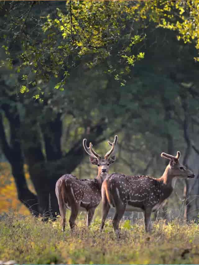 Kanha | Madhya Pradesh  | Just Home Stay